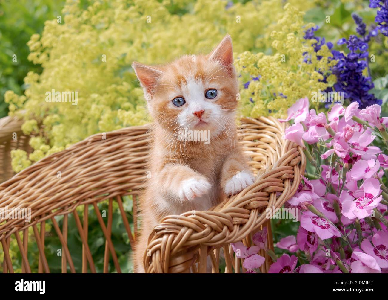 Carino gattino rosso-tabby-bianco del gatto con gli occhi blu bei che posano in una piccola sedia di vimini in un giardino fiorito colorato Foto Stock