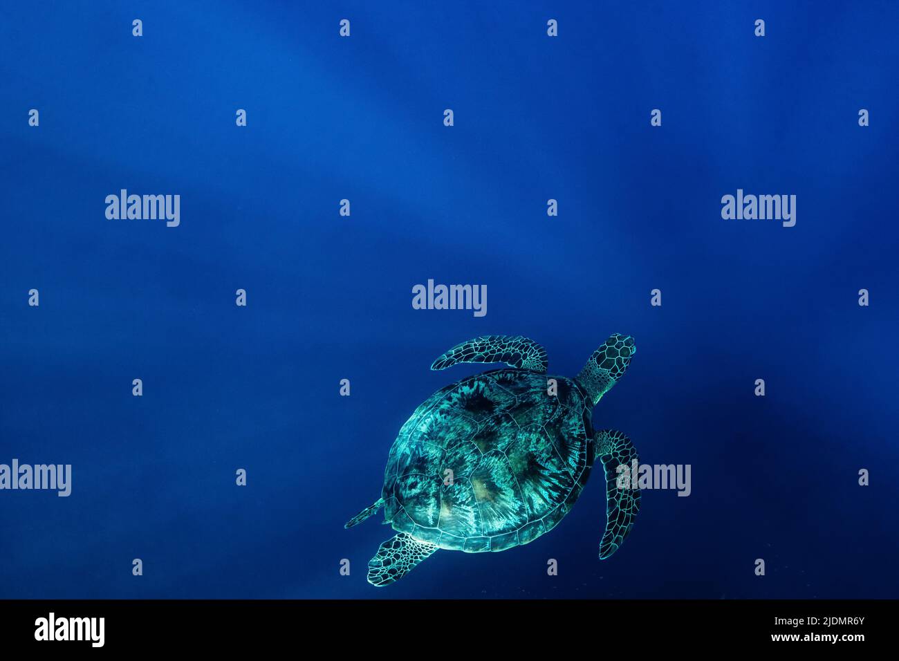 Tartaruga di mare verde che nuota appena sotto la superficie nelle acque calme e limpide della laguna di Mayotte, un momento tranquillo nell'Oceano Indiano. Foto Stock