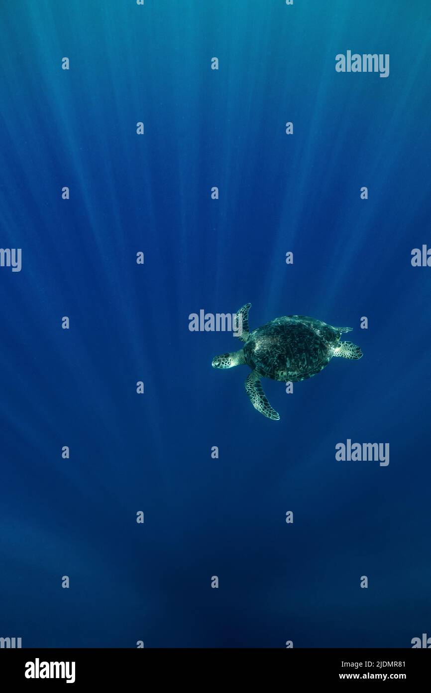 Tartaruga di mare verde che nuota appena sotto la superficie nelle acque calme e limpide della laguna di Mayotte, un momento tranquillo nell'Oceano Indiano. Foto Stock