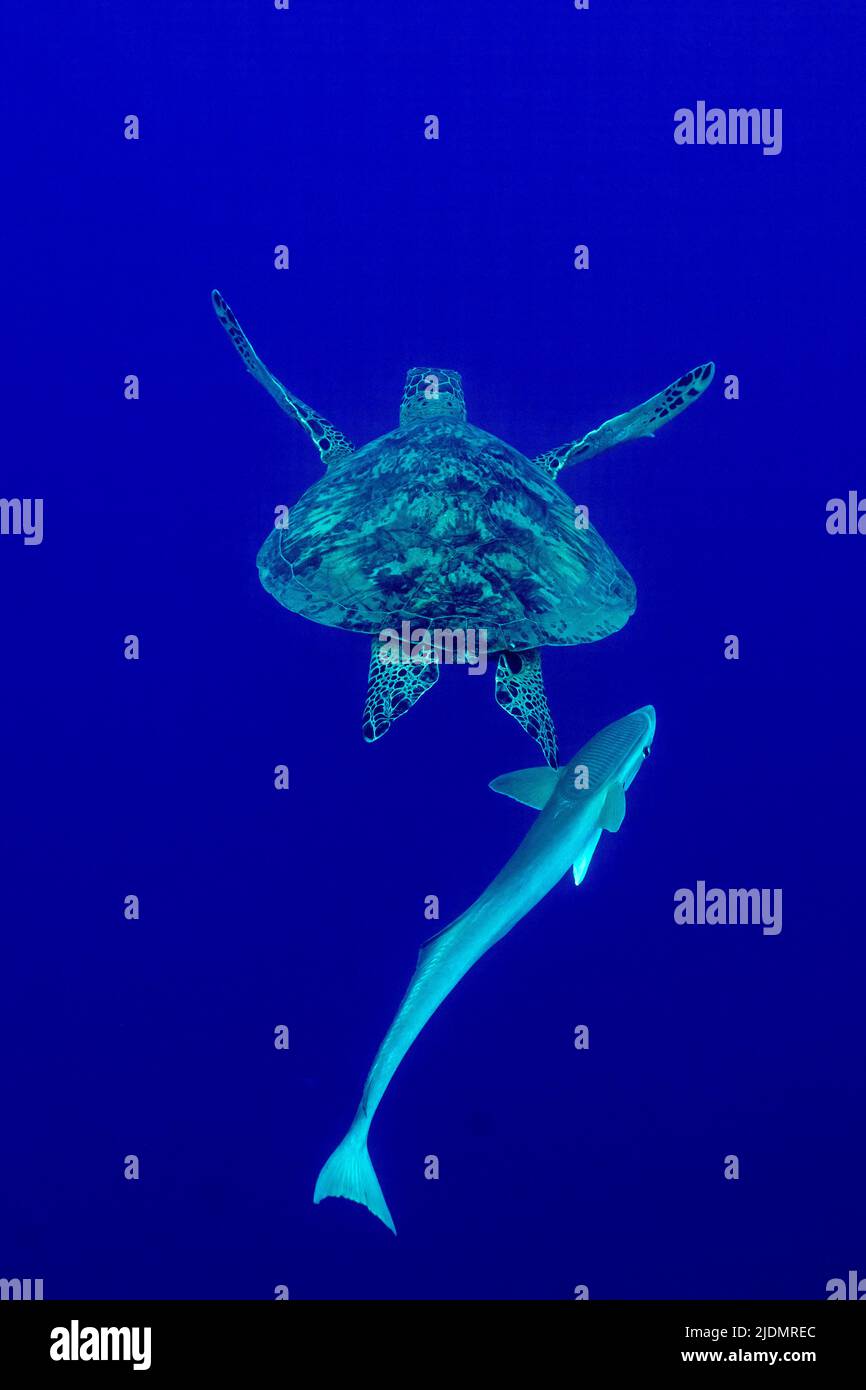 Tartaruga di mare verde che nuota appena sotto la superficie nelle acque calme e limpide della laguna di Mayotte, un momento tranquillo nell'Oceano Indiano. Foto Stock