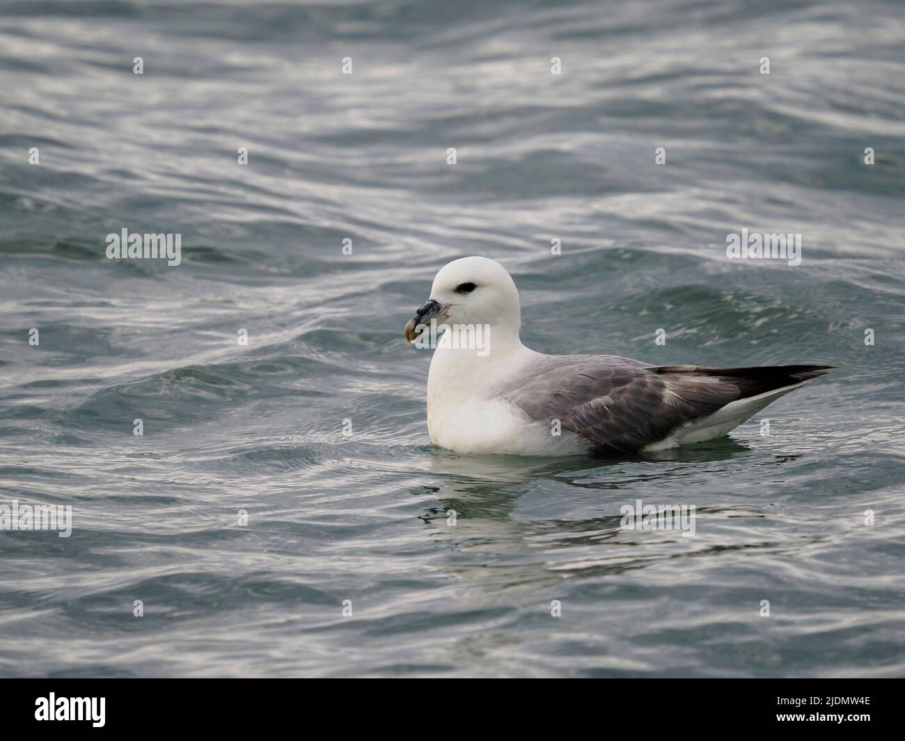 Fulmar, Fulmarus glacialis, singolo uccello in acqua, Yorkshire, giugno 2022 Foto Stock