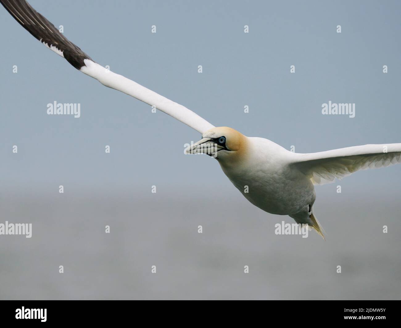 Gannet, Morus fagannanus, singolo uccello in volo, Yorkshire, giugno 2022 Foto Stock