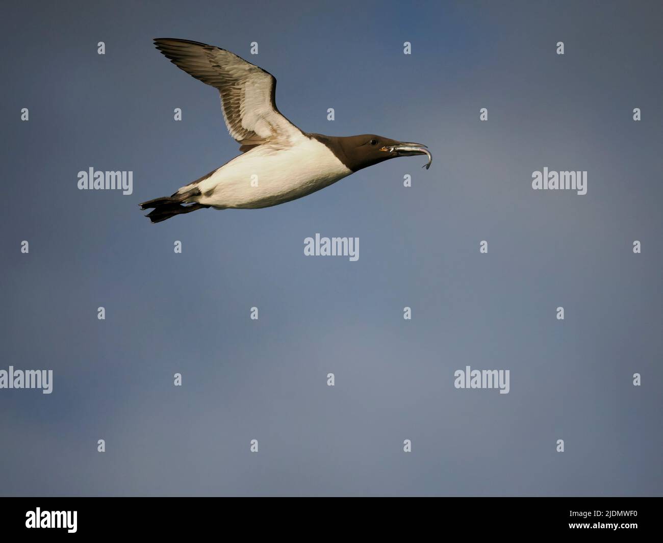 Guillemot, Uria aalge, singolo uccello in volo, Yorkshire, giugno 2022 Foto Stock