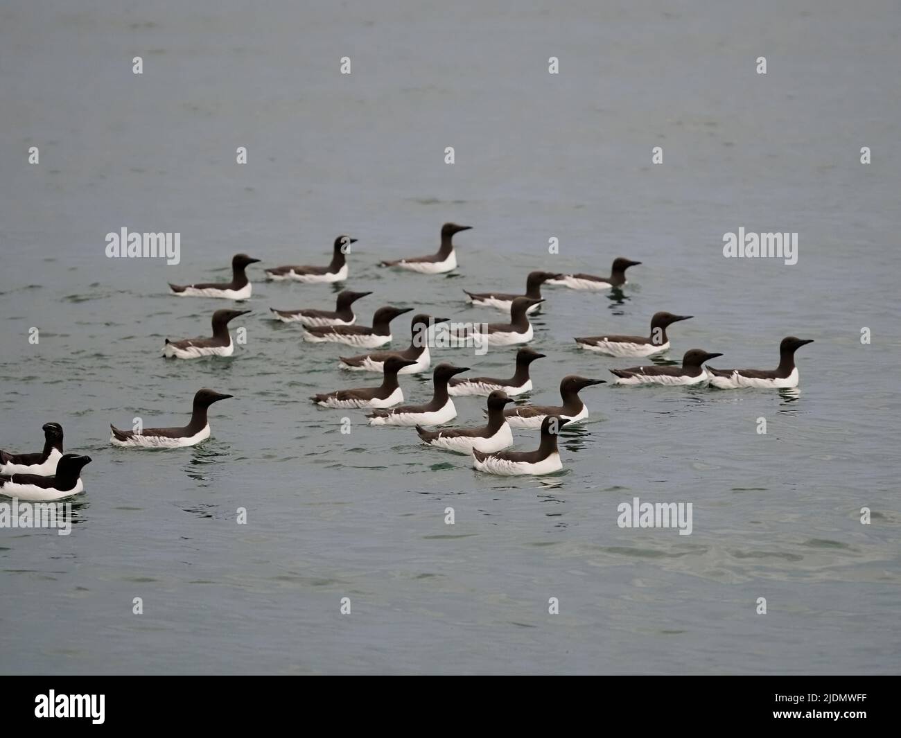 Guillemot, Uria aalge, gruppo di uccelli in mare, Yorkshire, giugno 2022 Foto Stock