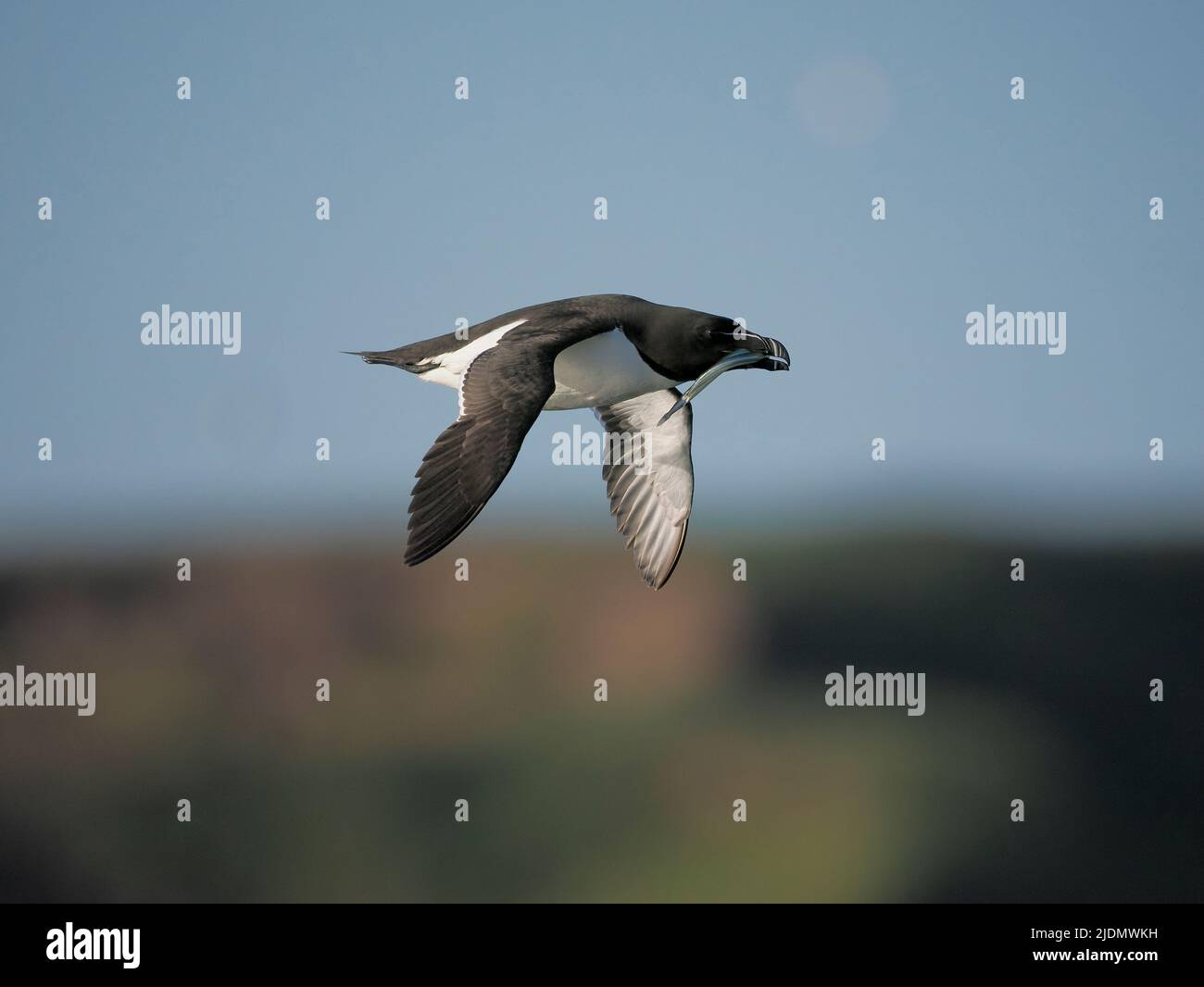 Razorbill, Alca torda, singolo uccello in volo, Yorkshire, giugno 2022 Foto Stock