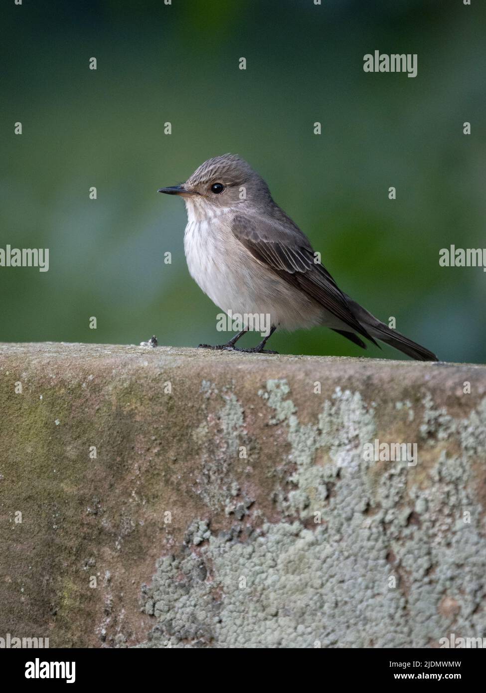 Spotted flycatcher, Muscicapa striata, singolo uccello su lapidi, Staffordshire, giugno 2022 Foto Stock