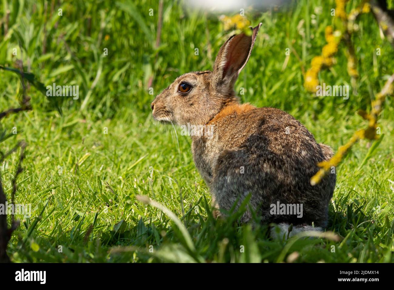 Coniglio oryctolagus cuniculus Foto Stock