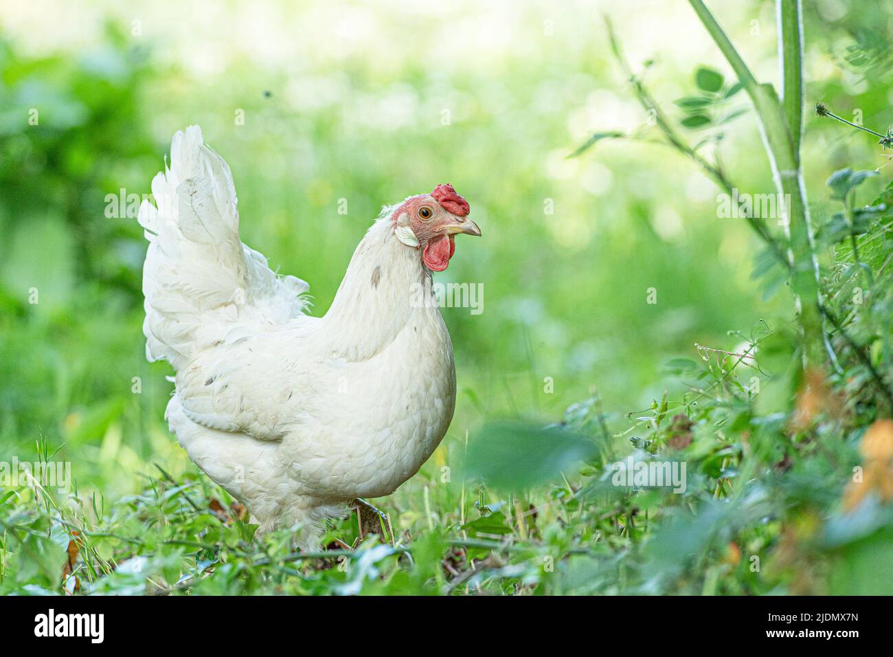 gallina bianca di pollo al rosecomb Foto Stock
