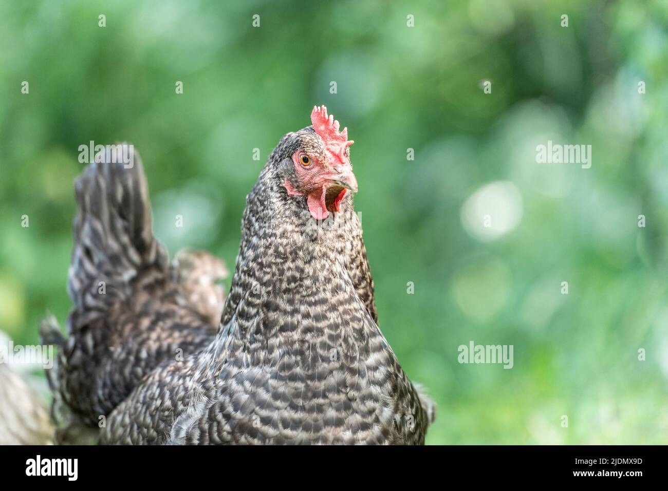 pollo di gamma libera in paesaggio naturale Foto Stock