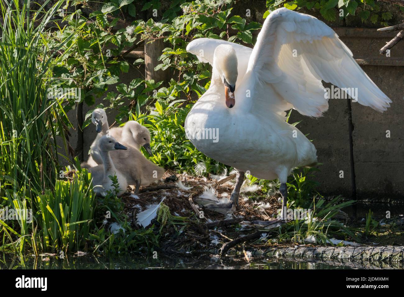 Tratto di mattina presto! Genitore muto cigno (Cygnus olor) con tre cigneti sul nido sulla riva del canale accanto al Canal Grande Union Foto Stock