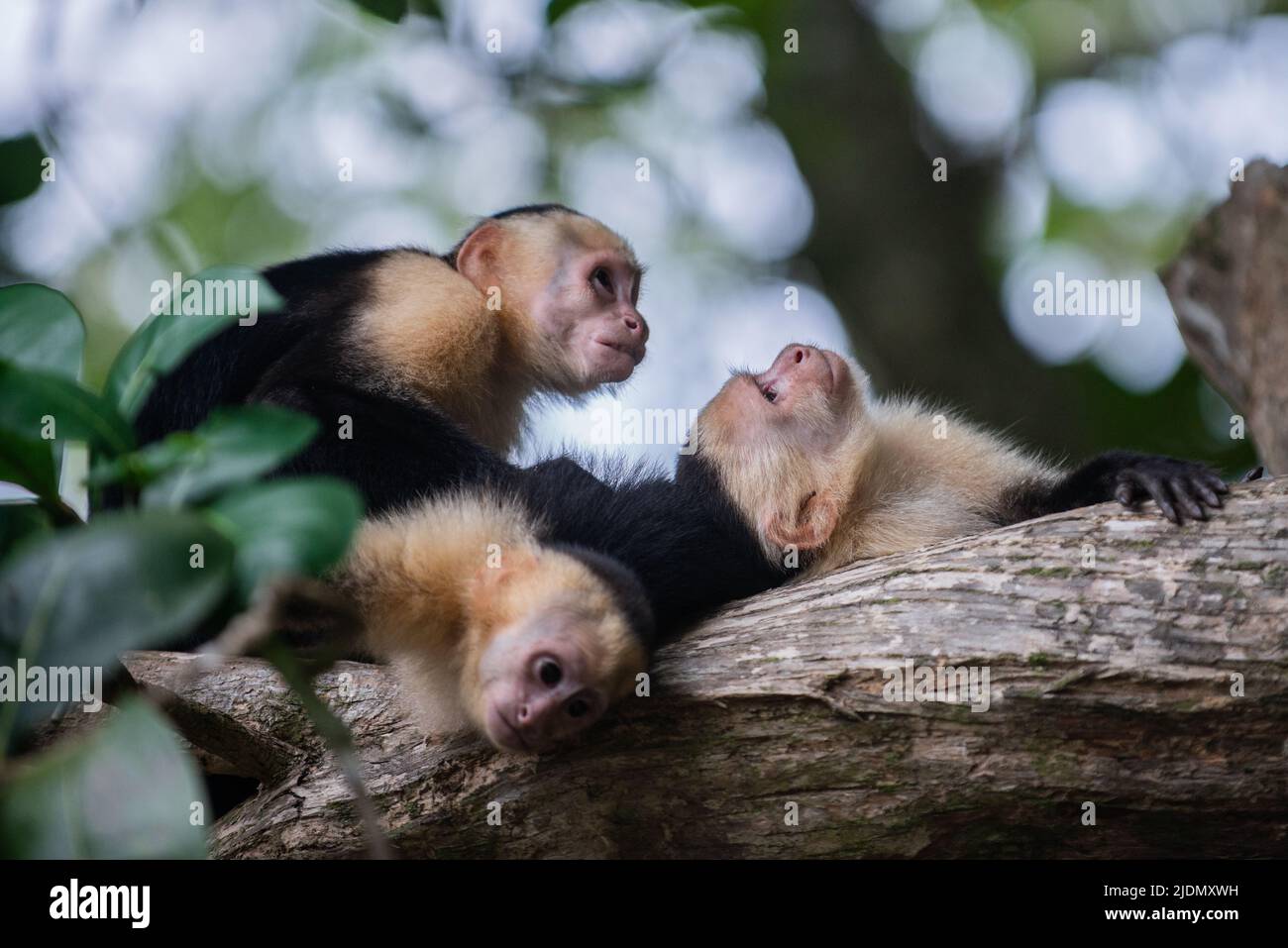 Gruppo di cappuccini panamaniani a faccia bianca grooming sociale su albero nel Parco Nazionale Manuel Antonio, Costa Rica Foto Stock