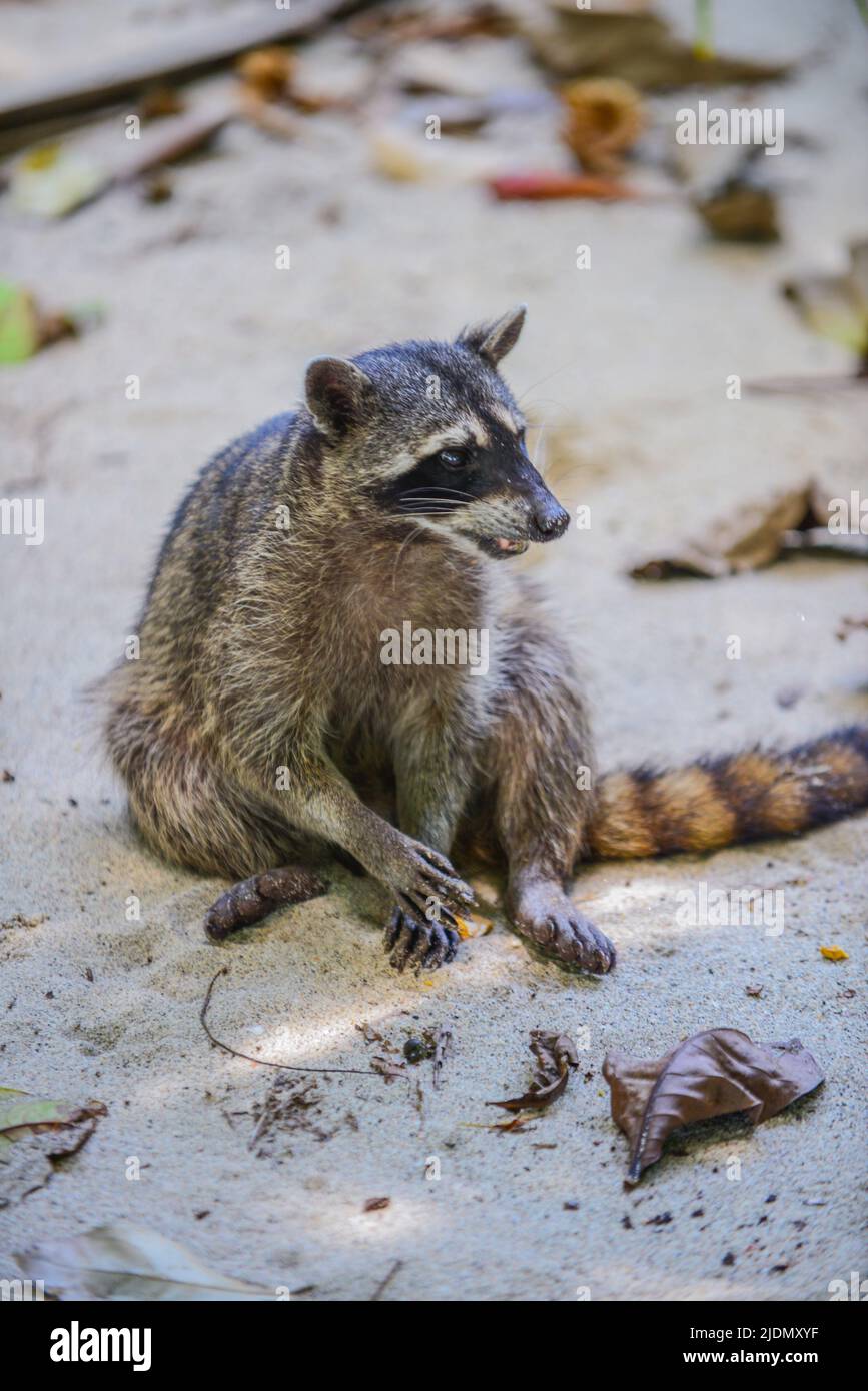 Raccoon sulla spiaggia nel Parco Nazionale Manuel Antonio, Costa Rica Foto Stock