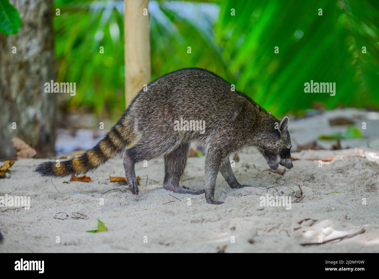 Raccoon sulla spiaggia nel Parco Nazionale Manuel Antonio, Costa Rica Foto Stock