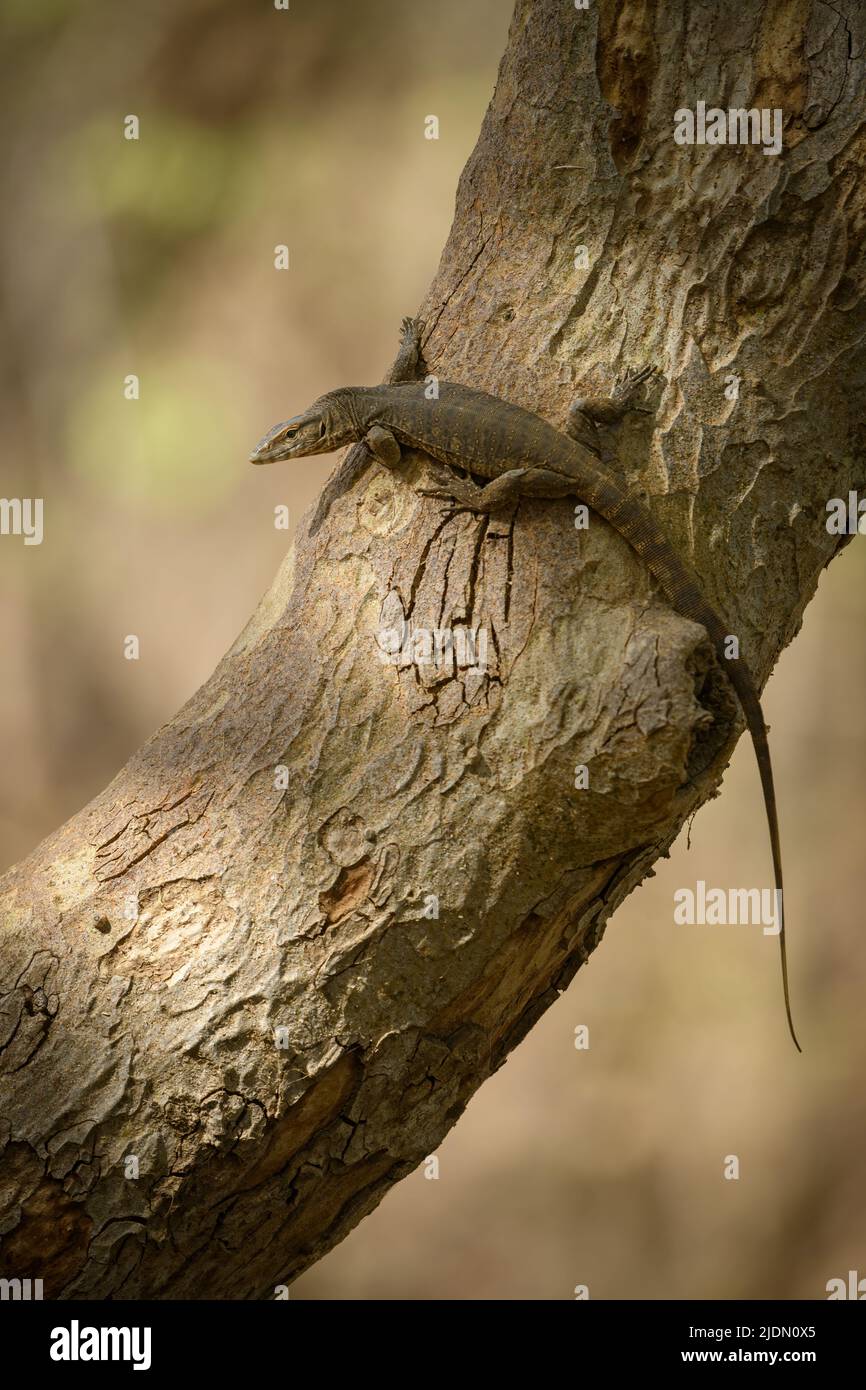 Un monitor bengala sub-adulto è salito su un albero a Ranthambhore National Park, Rajasthan, India Foto Stock
