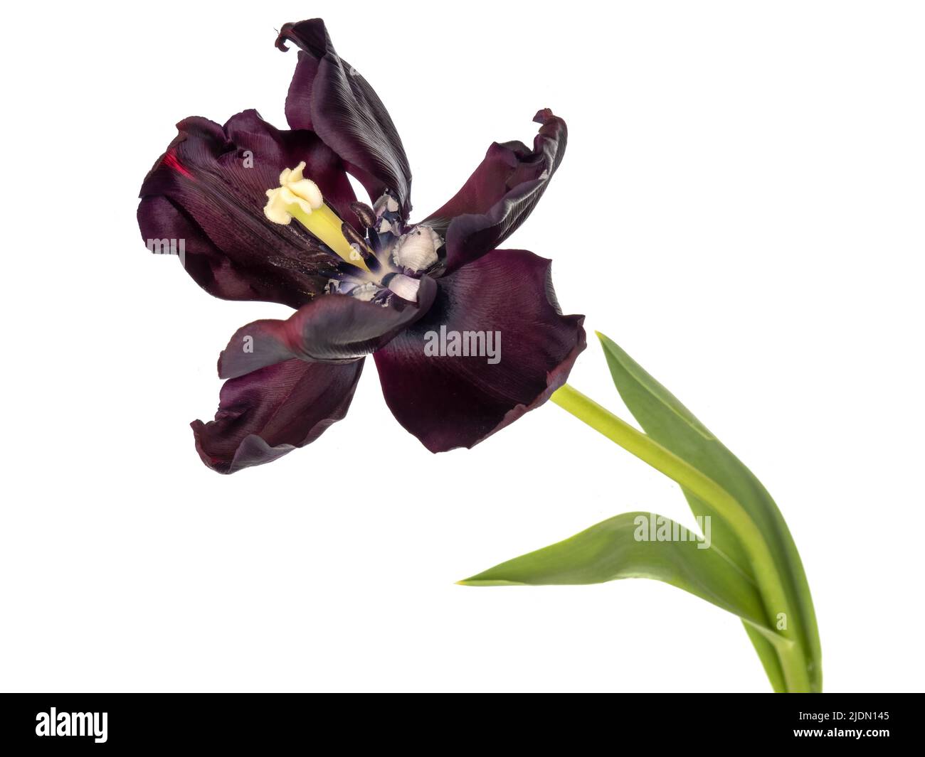 Visualizza all'interno il fiore nero tulipano per rivelare le timens ecc. isolato su bianco. Foto Stock