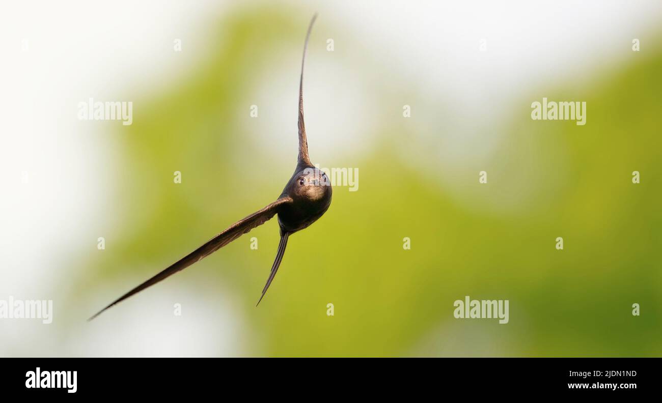 Apus apus comune Swift vola e caccia insetti, la migliore foto. Foto Stock