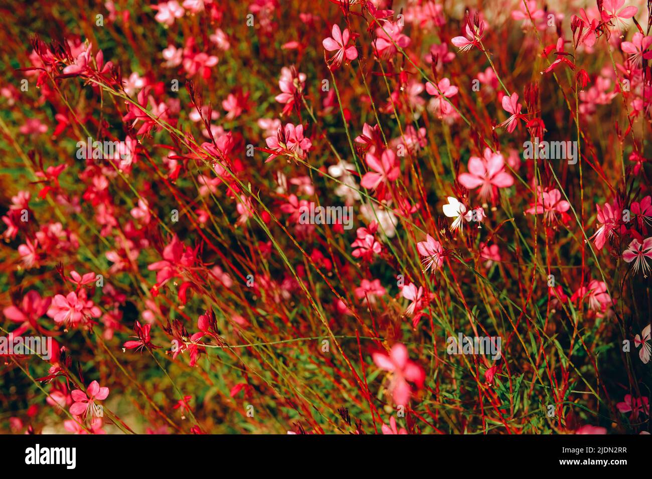 Enotera lindheimeri, fiore all'api di Lindheimer, gaura bianca, gaura rosa, alghe di Lindheimer, E fiore di piume rosa indiano sfondo prato. Foto Stock