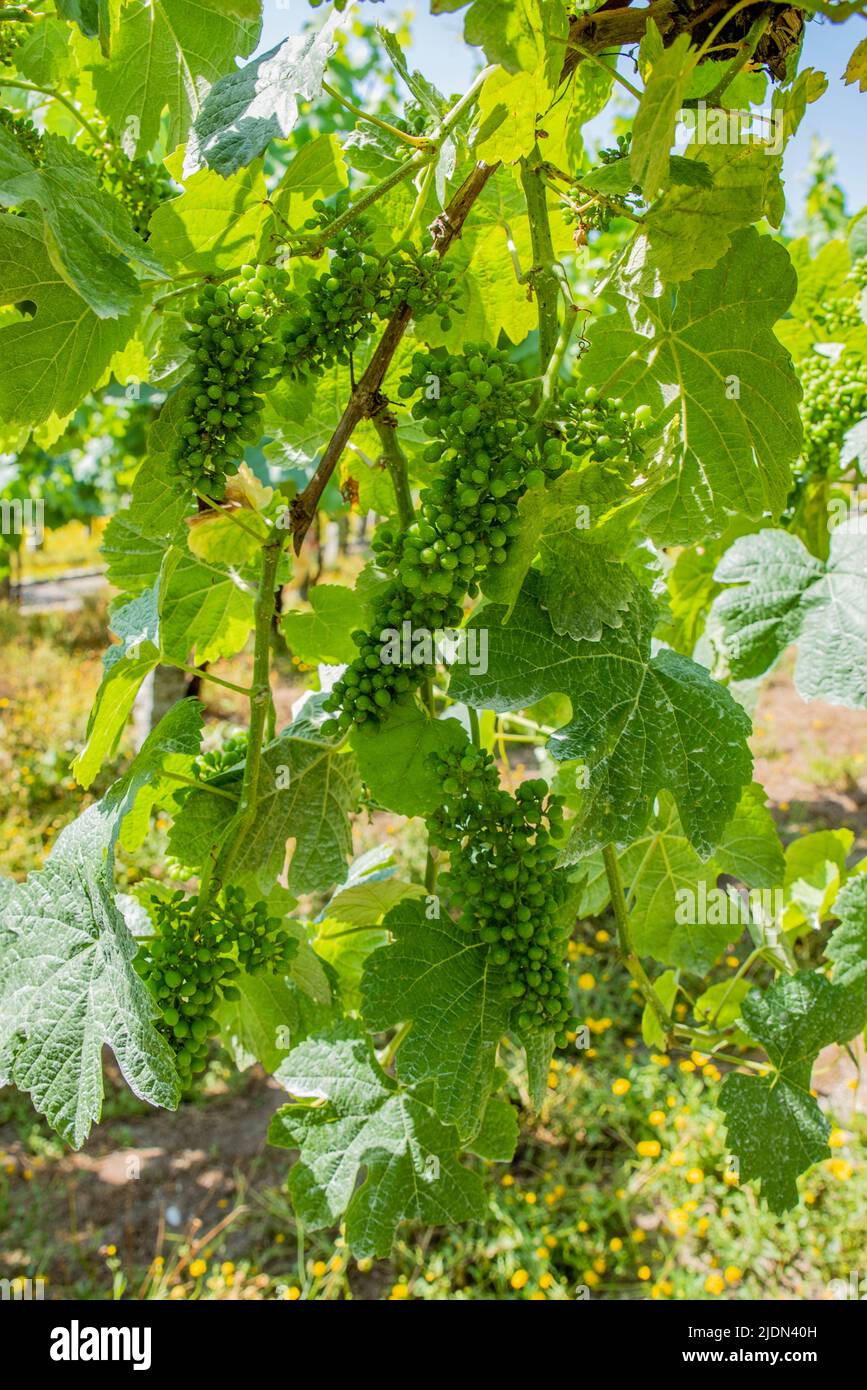 Grappoli di uve Albariño tipiche della Galizia, Spagna dopo trattamento fitosanitario. Foto Stock