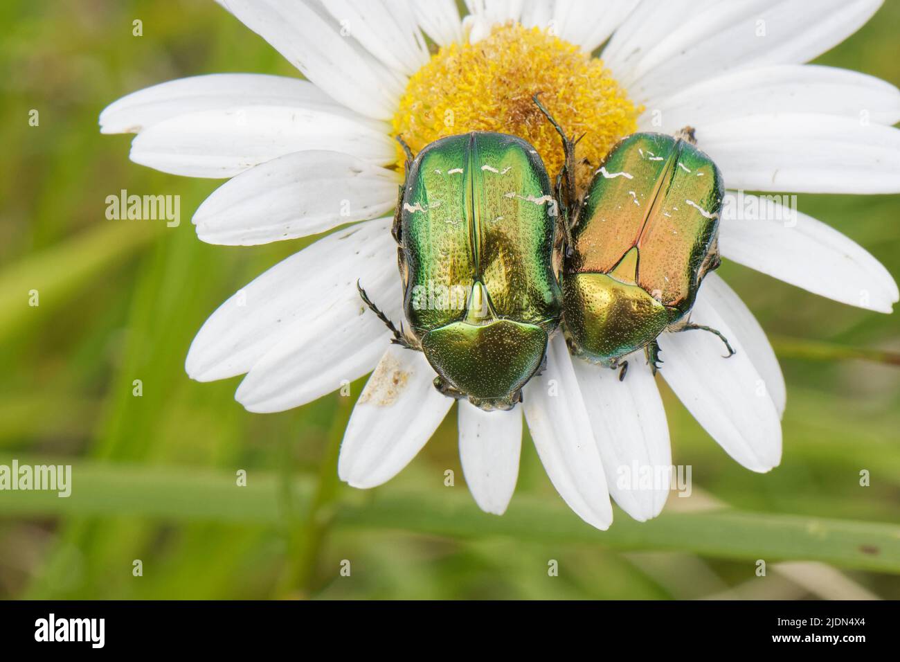 Rosoni (Cetonia aurata) prendere il sole su una daisy Oxeye (Leuchanthemum vulgare) flowerhead sulla prateria costiera, il Lizard, Cornovaglia, Regno Unito, giugno. Foto Stock