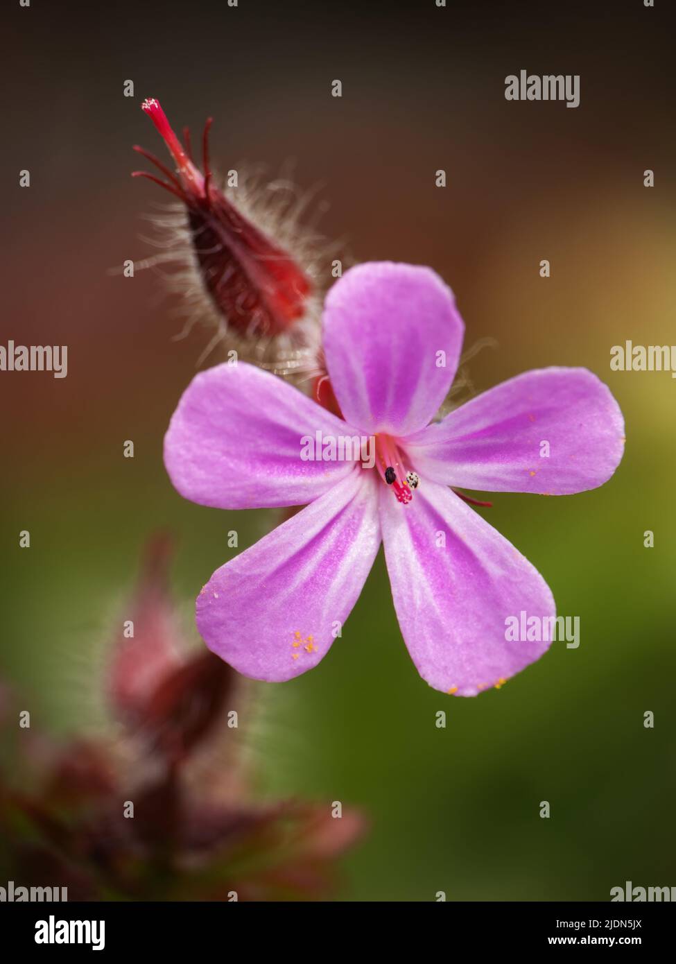 Erba robert aka Geranium robertianum. Macro di fiore. Foto Stock