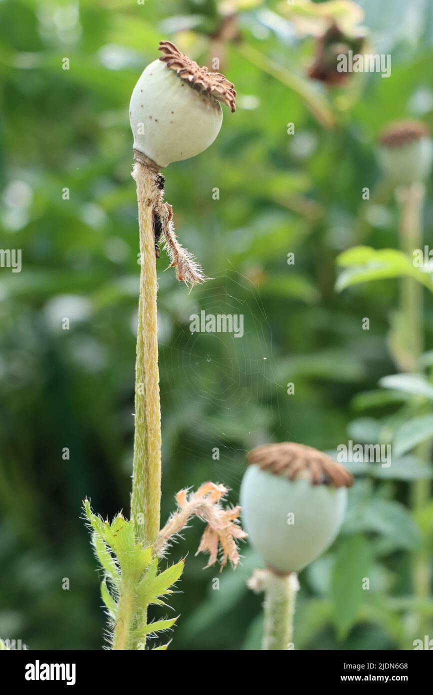 fiore di papavero in ambiente verde. una mamma di papavero e un bambino di papavero con rete di spinder in mezzo. Foto Stock
