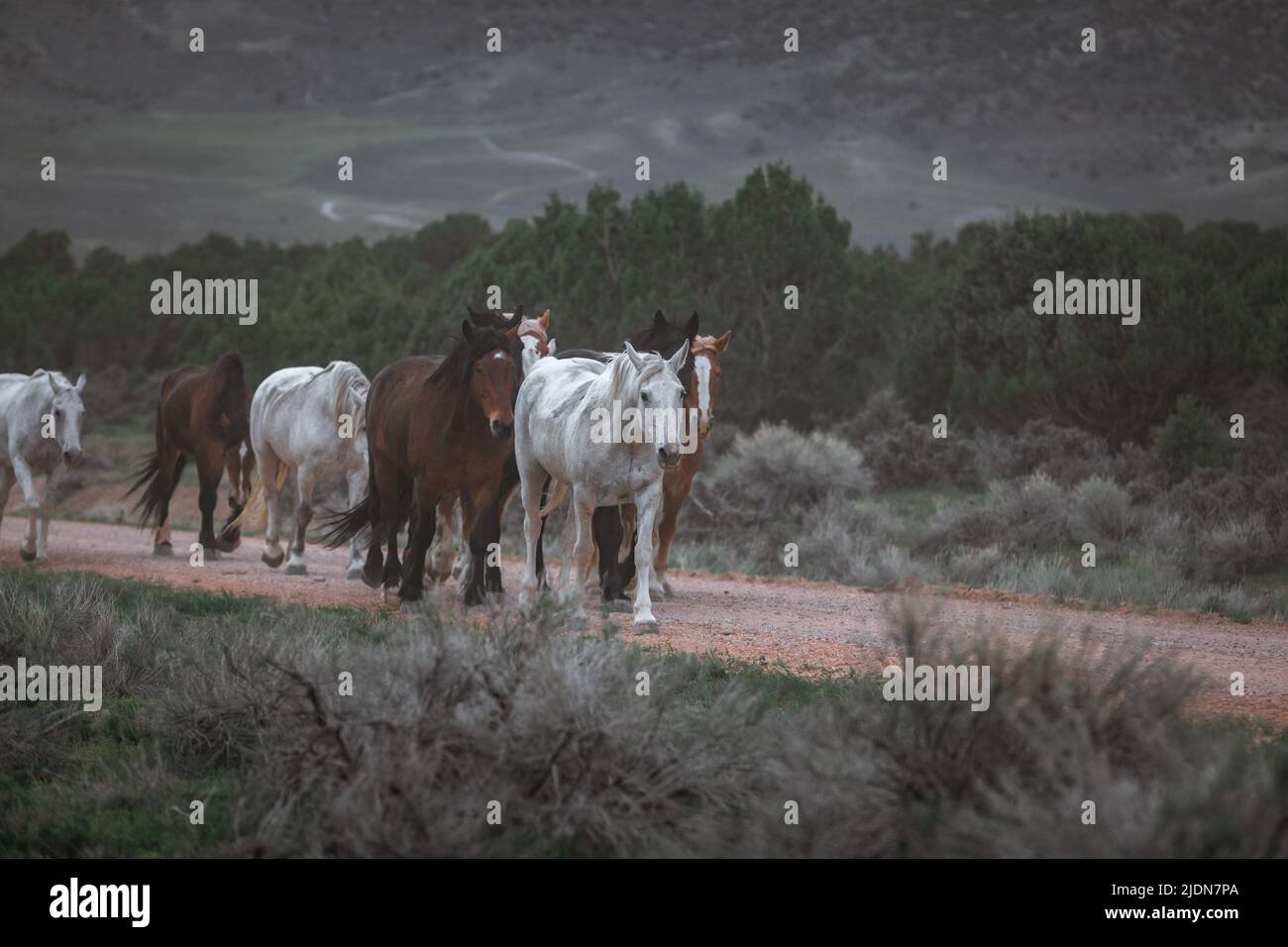 colorato gregge di cavalli ranch che corrono lungo una strada polverosa. Essere guidato ai pascoli estivi. Foto Stock