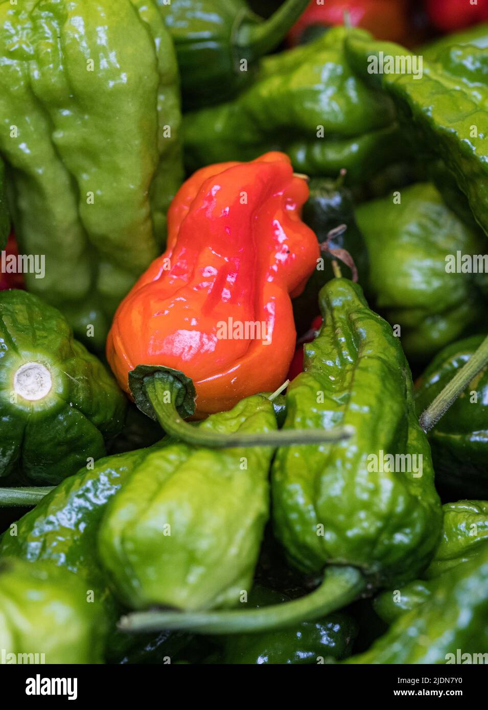 Peperoncini rossi e verdi dopo una doccia di pioggia. Foto Stock