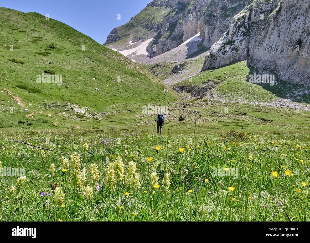 Camminando attraverso i pascoli alpini punteggiati da Orchidea fiorita di sambuco sul Monte Timfi nella regione di Zagori nella Grecia settentrionale Foto Stock