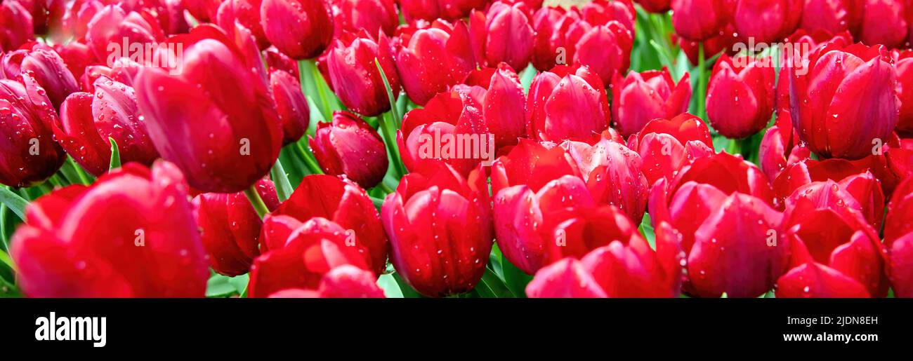 Tulipano fiore sfondo rosso. Gocce di pioggia su piante in fiore petali vista ravvicinata, banner. Donna, madre e regalo di festa di San Valentino Foto Stock