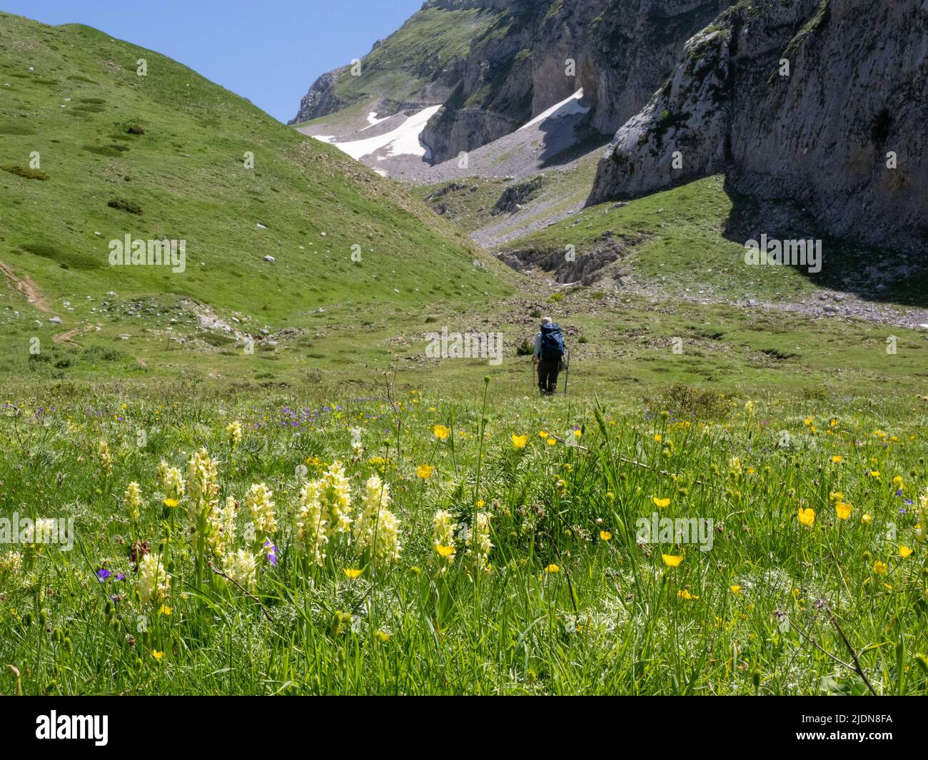 Camminando attraverso i pascoli alpini punteggiati da Orchidea fiorita di sambuco sul Monte Timfi nella regione di Zagori nella Grecia settentrionale Foto Stock