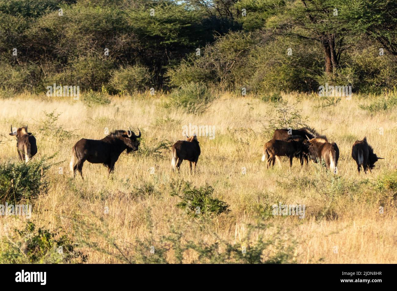 Una piccola mandria di Black Wildebeest, Connochaetes gnou, in cerca di cibo a terra Foto Stock
