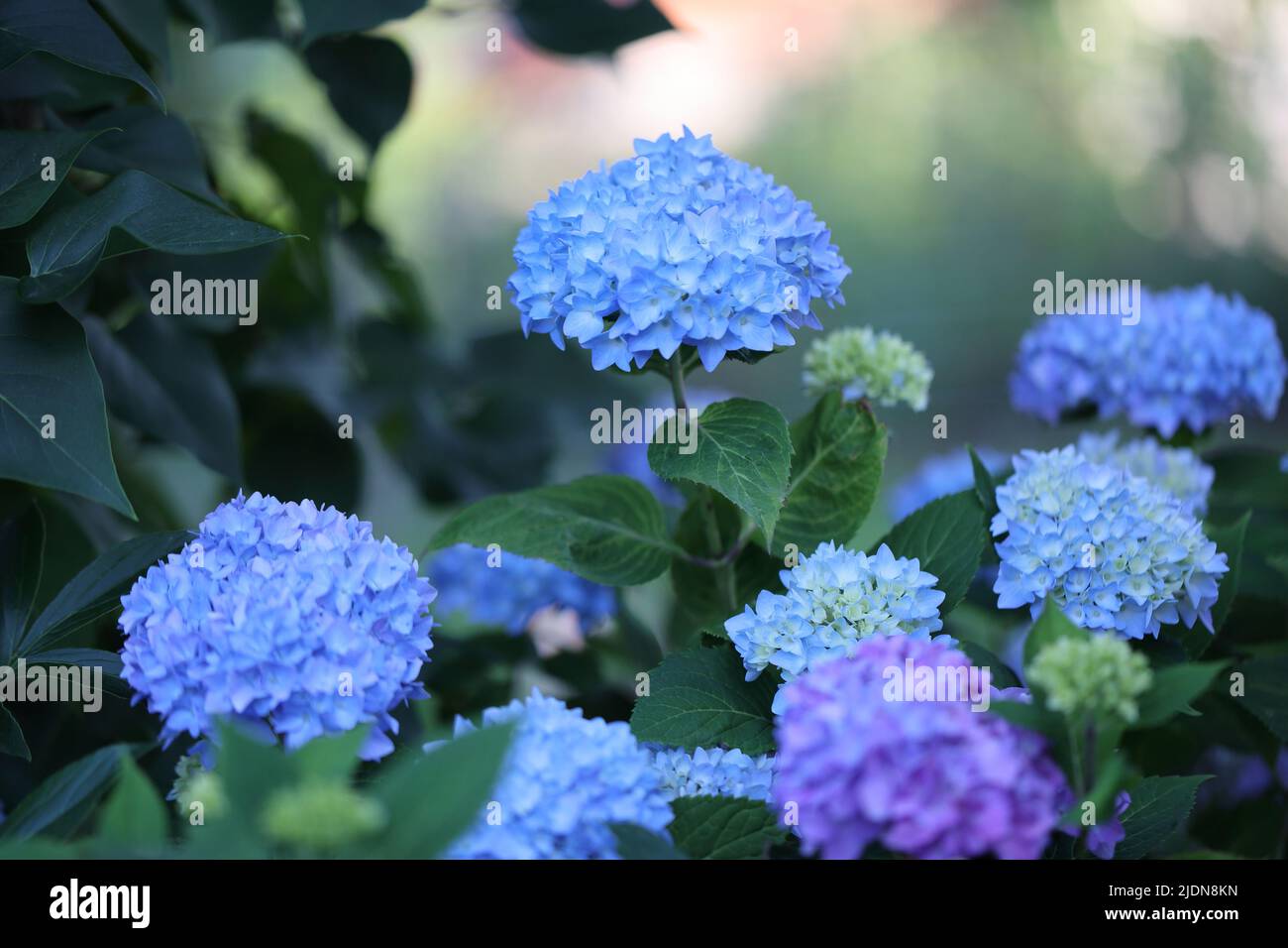 hydrangea con fiori blu in un posto ombreggiato nel giardino Foto Stock