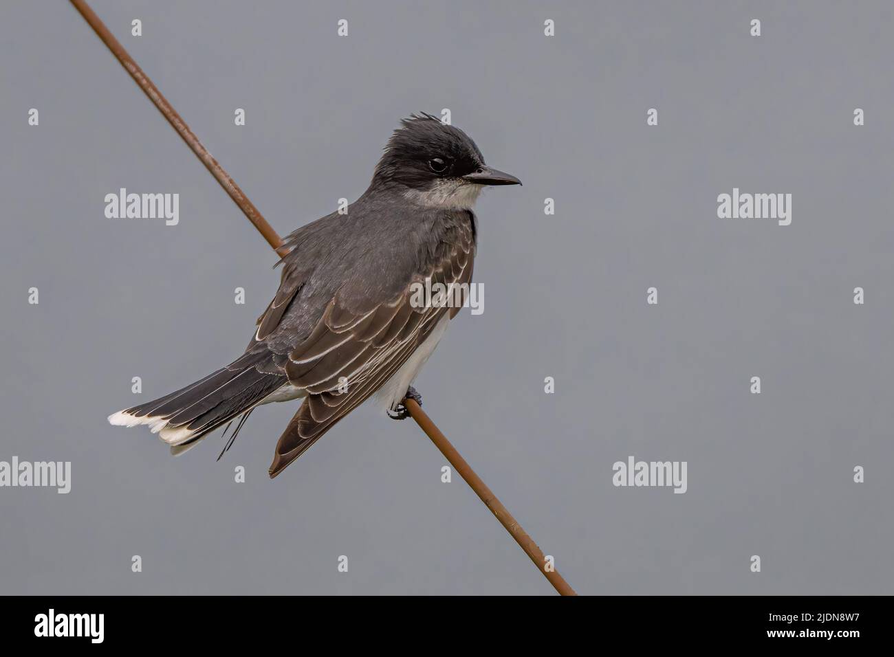 Cinguettio orientale (Tyrannus tyrannus) Foto Stock