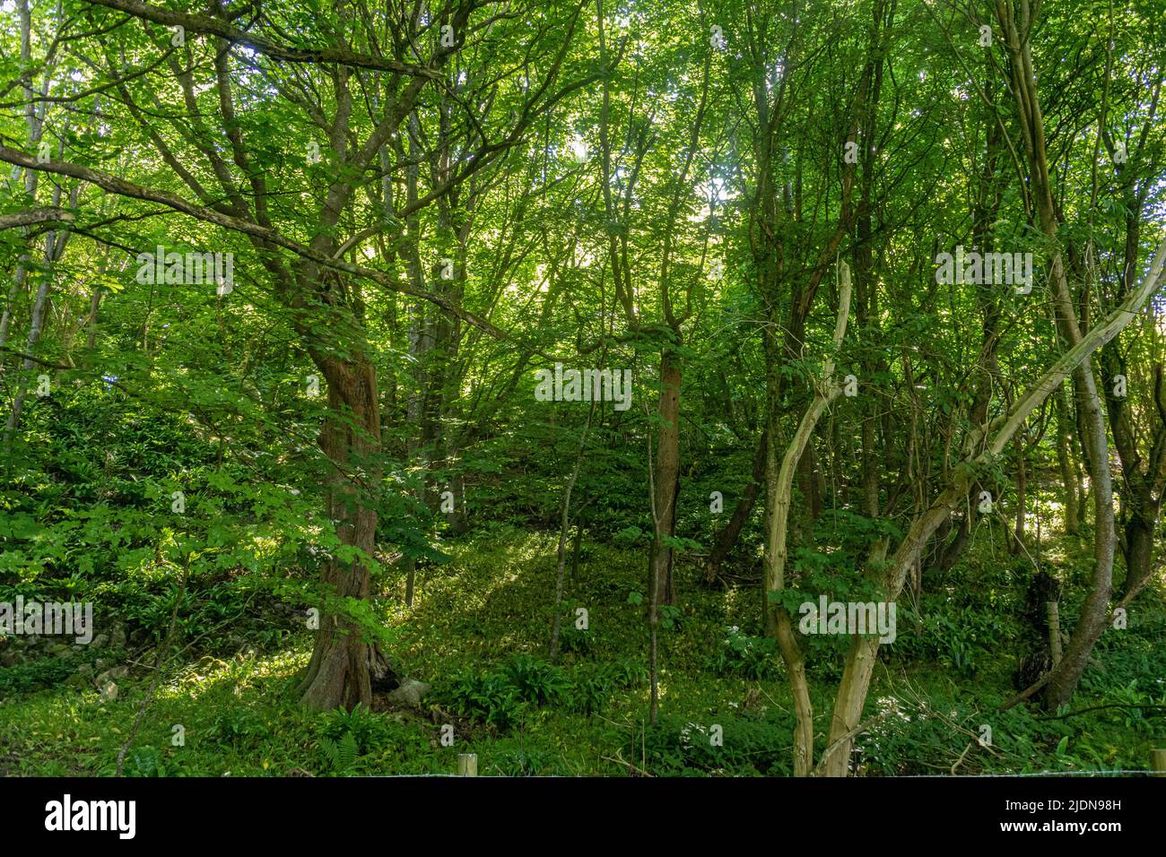 Il giardino murato a Dunraven Park, Southerndown. Si prega di credito: Phillip Roberts Foto Stock