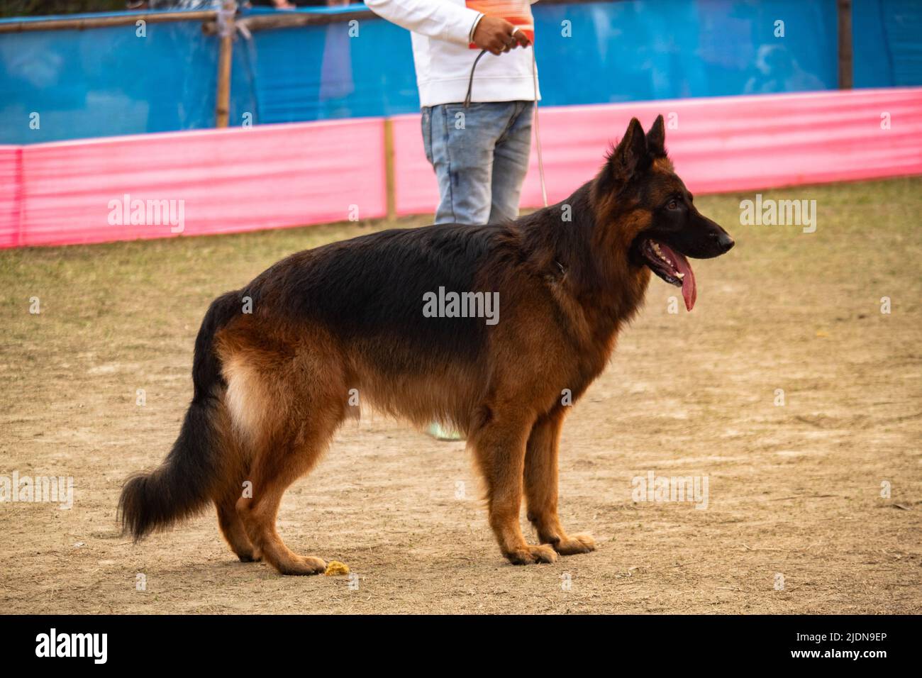 Vario tipo di cane Foto Stock
