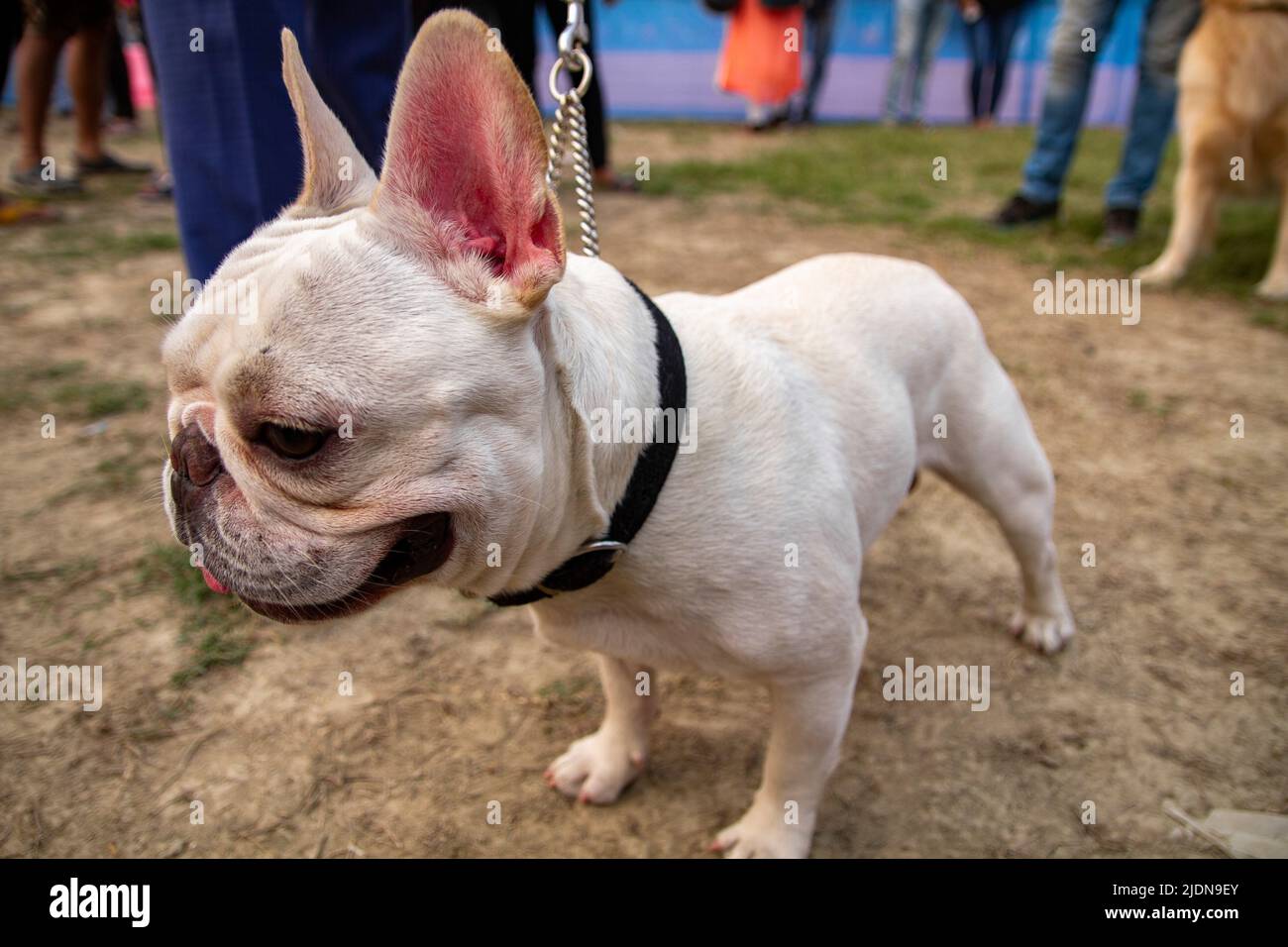 Vario tipo di cane Foto Stock