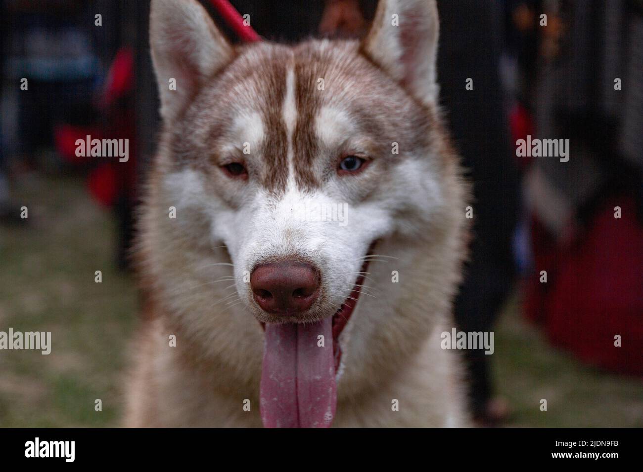 Vario tipo di cane Foto Stock