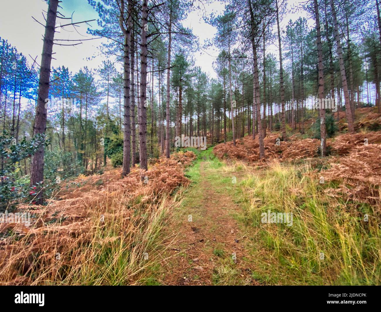 Woodbury Common a Devon, Regno Unito Foto Stock