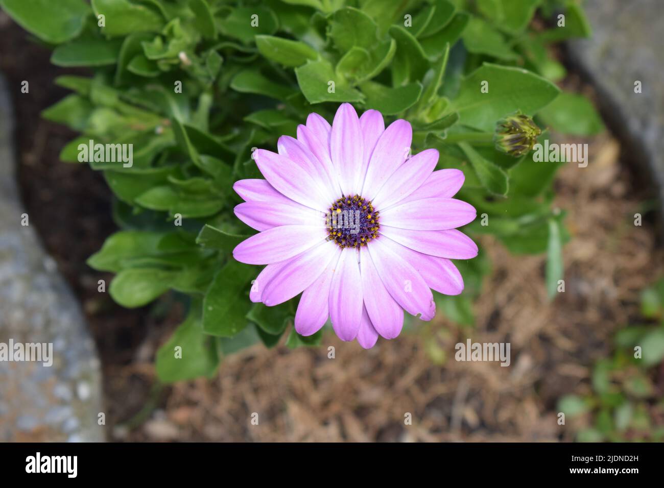 Margherita africano in viola Foto Stock