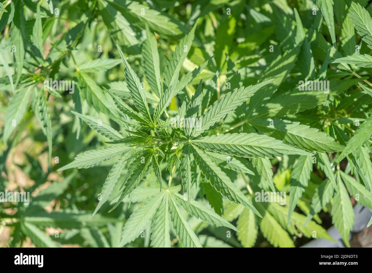 Piante di cannabis/marijuana che crescono in coltivazione, per la produzione di olio CBD fatto in casa Foto Stock