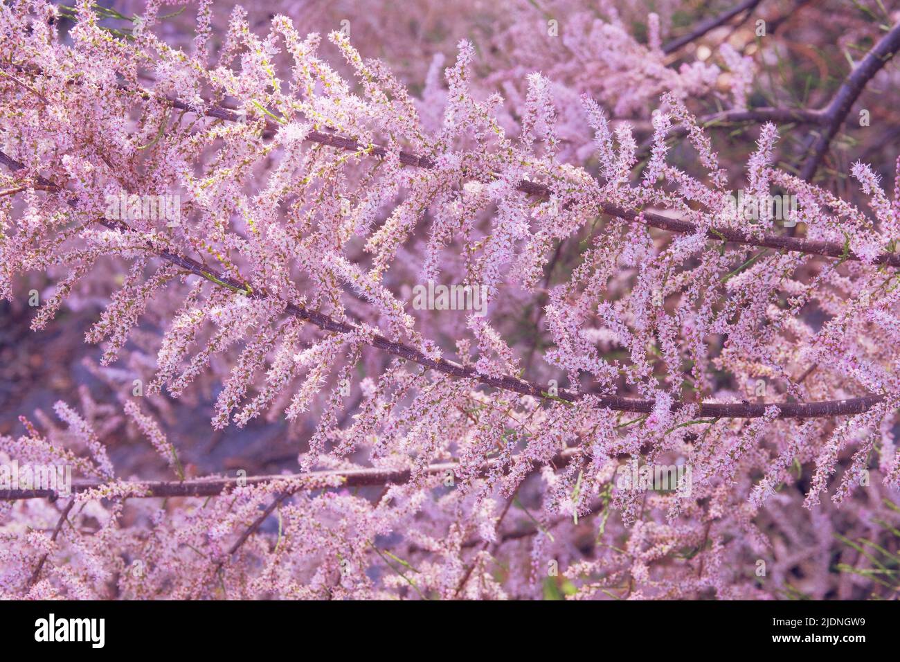 Il ramosissima Tamarix fiorisce con petali bianchi e rosa. Primavera sfondo sfocato della natura. Biglietto di auguri per la festa della mamma. Parco in fiore. Foto Stock