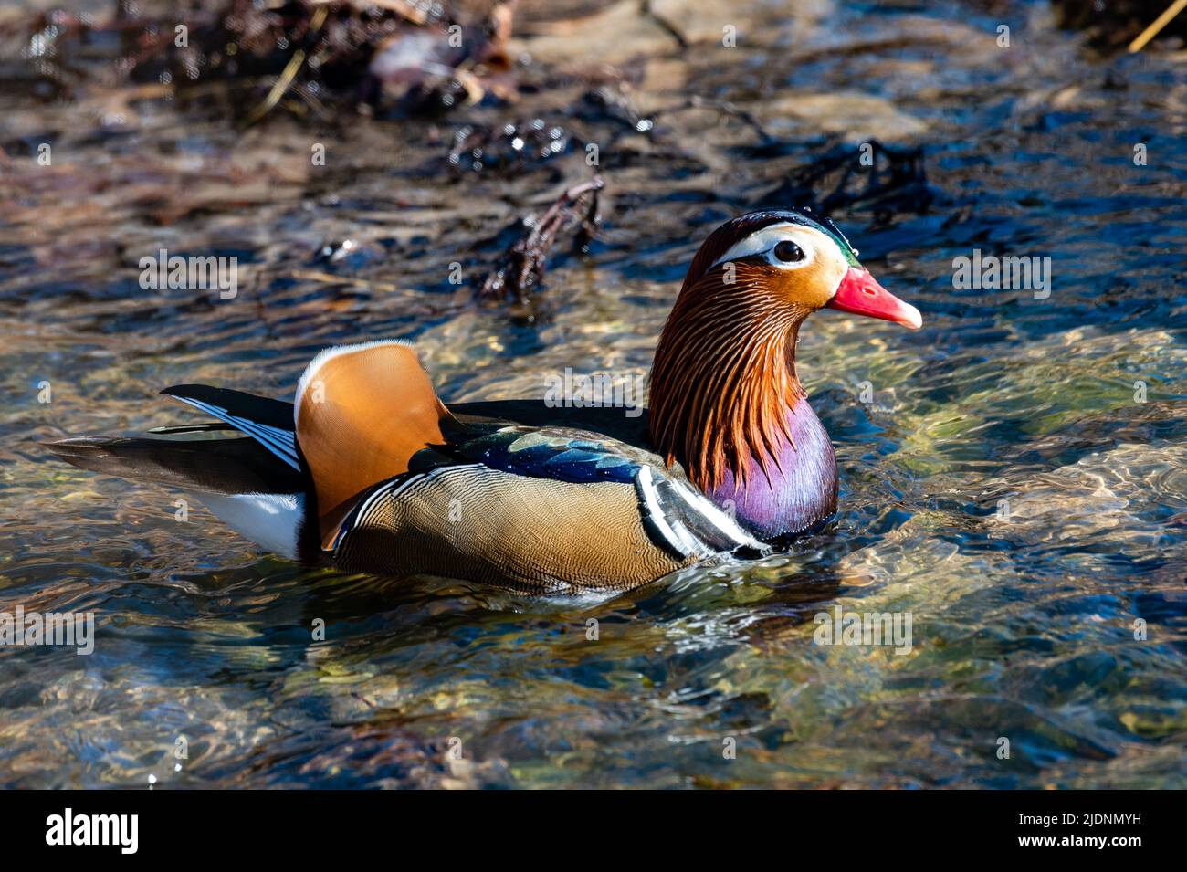 Anatra mandarino maschio colorato, Aix galericulata, sull'acqua a Wichita, Kansas. Foto Stock