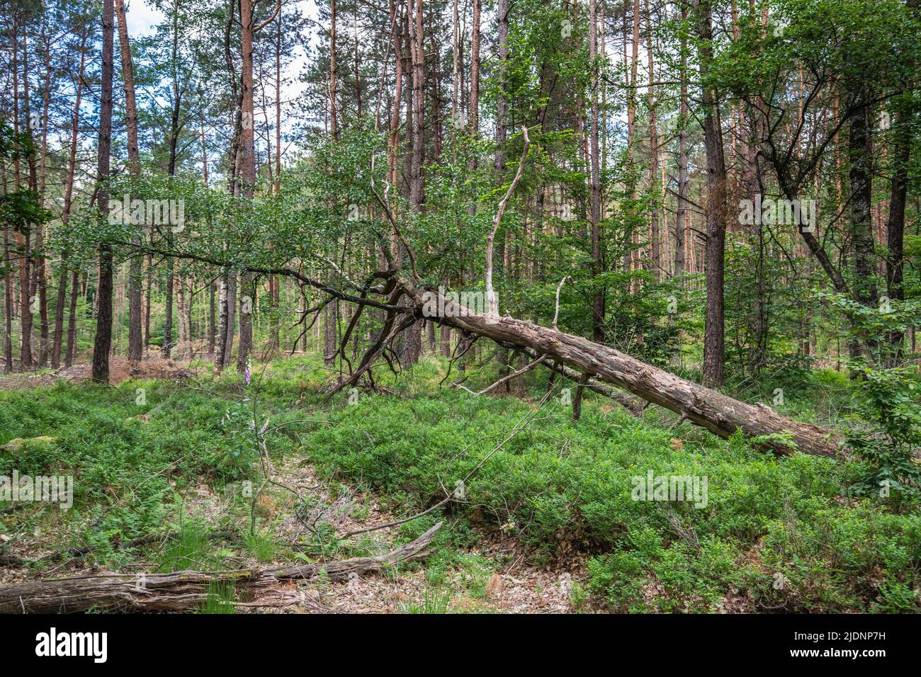 Paesaggio forestale estivo con alberi decidui principalmente quercia peduncola, Quercus robur, e quercia morta con sottobosco di sentinella, Vacci Foto Stock