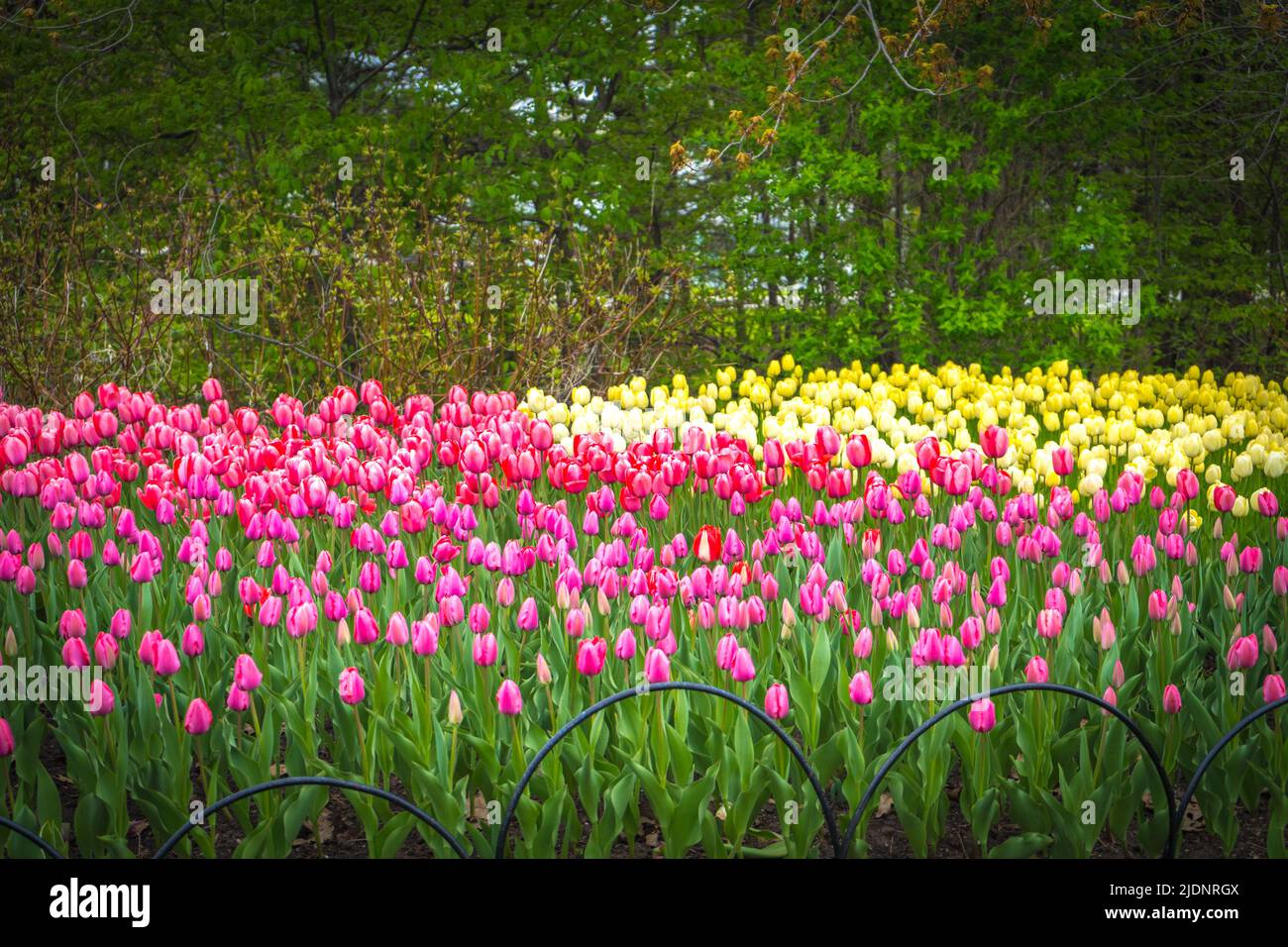 Bellissimi fiori e il giardino del Tulip Festival di Ottawa Foto Stock