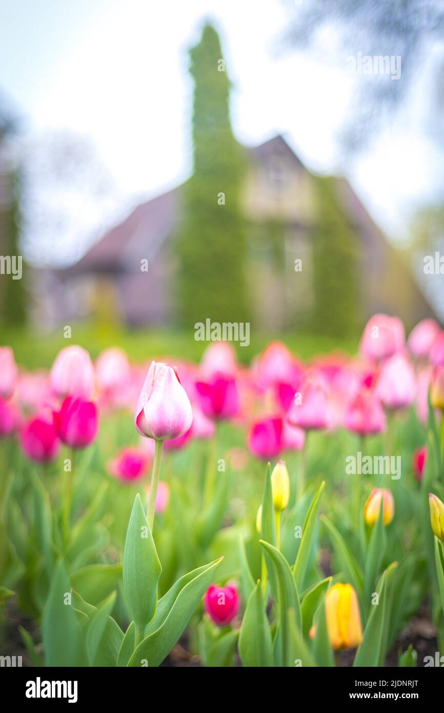 Bellissimi fiori e il giardino del Tulip Festival di Ottawa Foto Stock