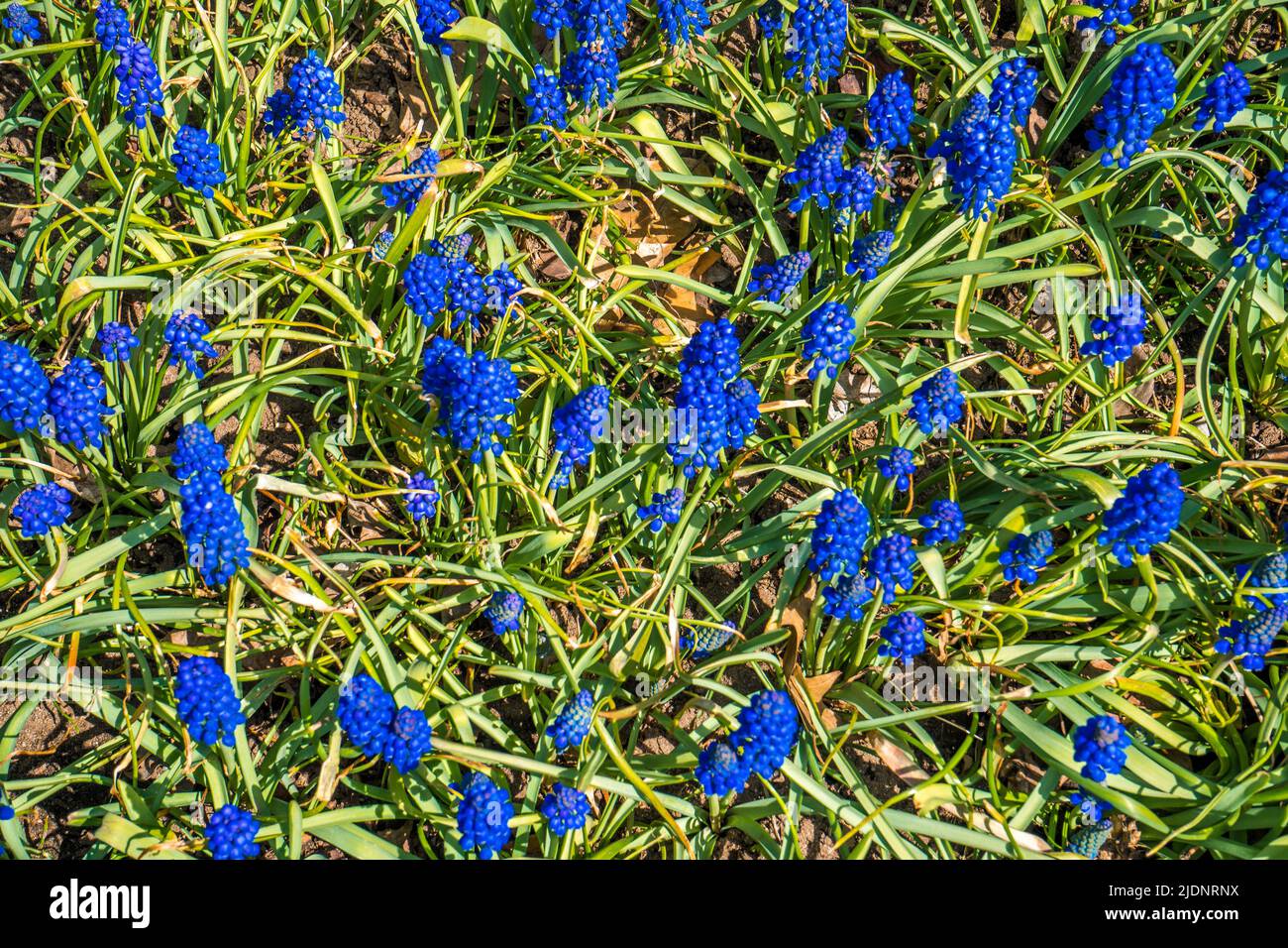 Bellissimi fiori e il giardino del Tulip Festival di Ottawa Foto Stock