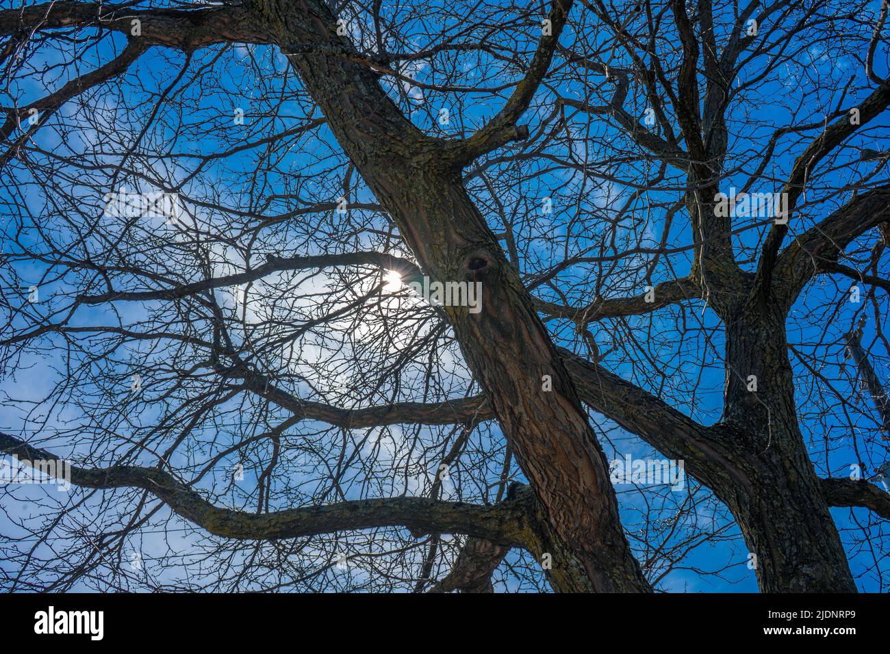 Albero sfrondato contro il cielo blu Foto Stock