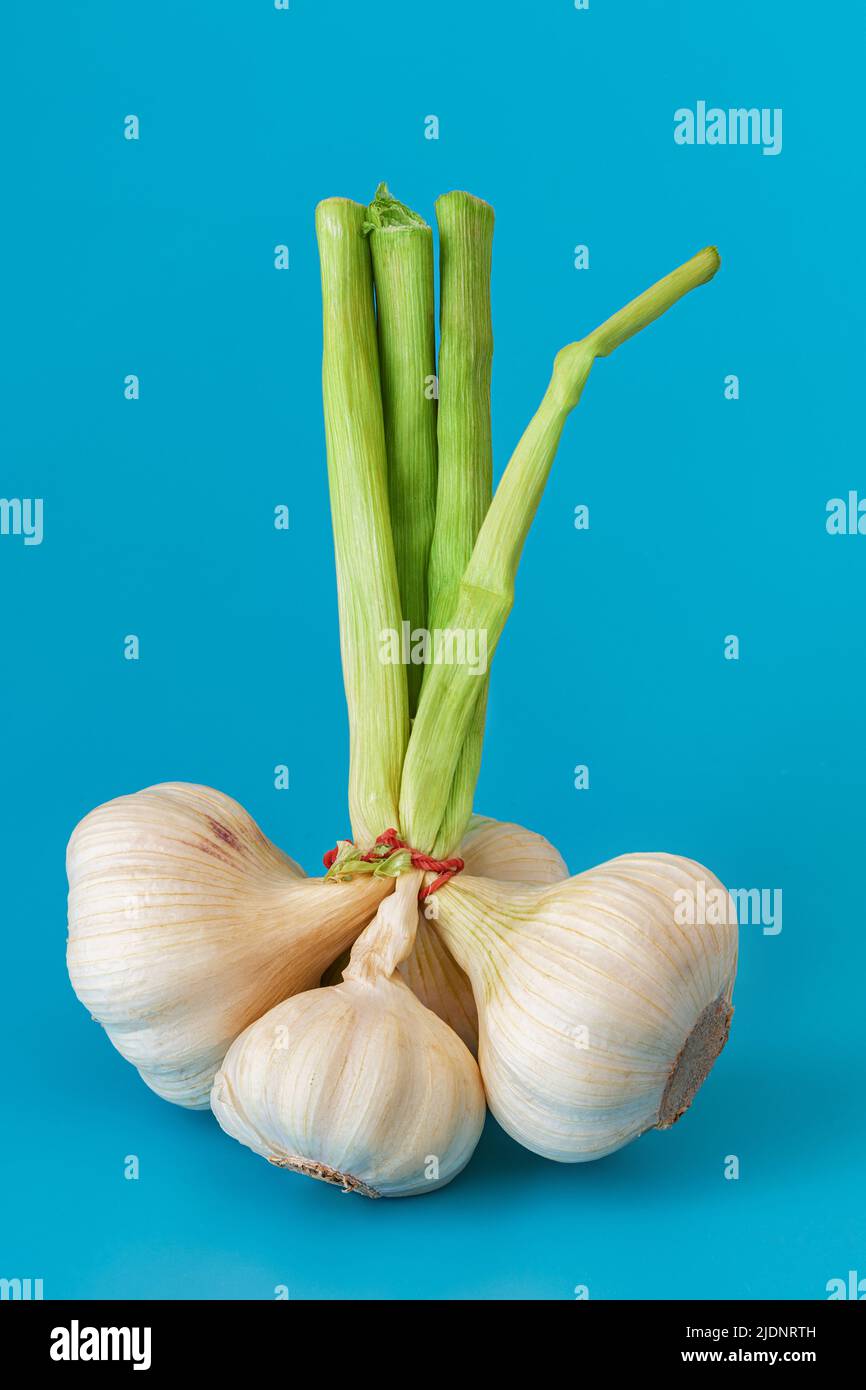 Un mazzo di aglio rustico con verdure su sfondo blu. Condimenti e spezie Foto Stock