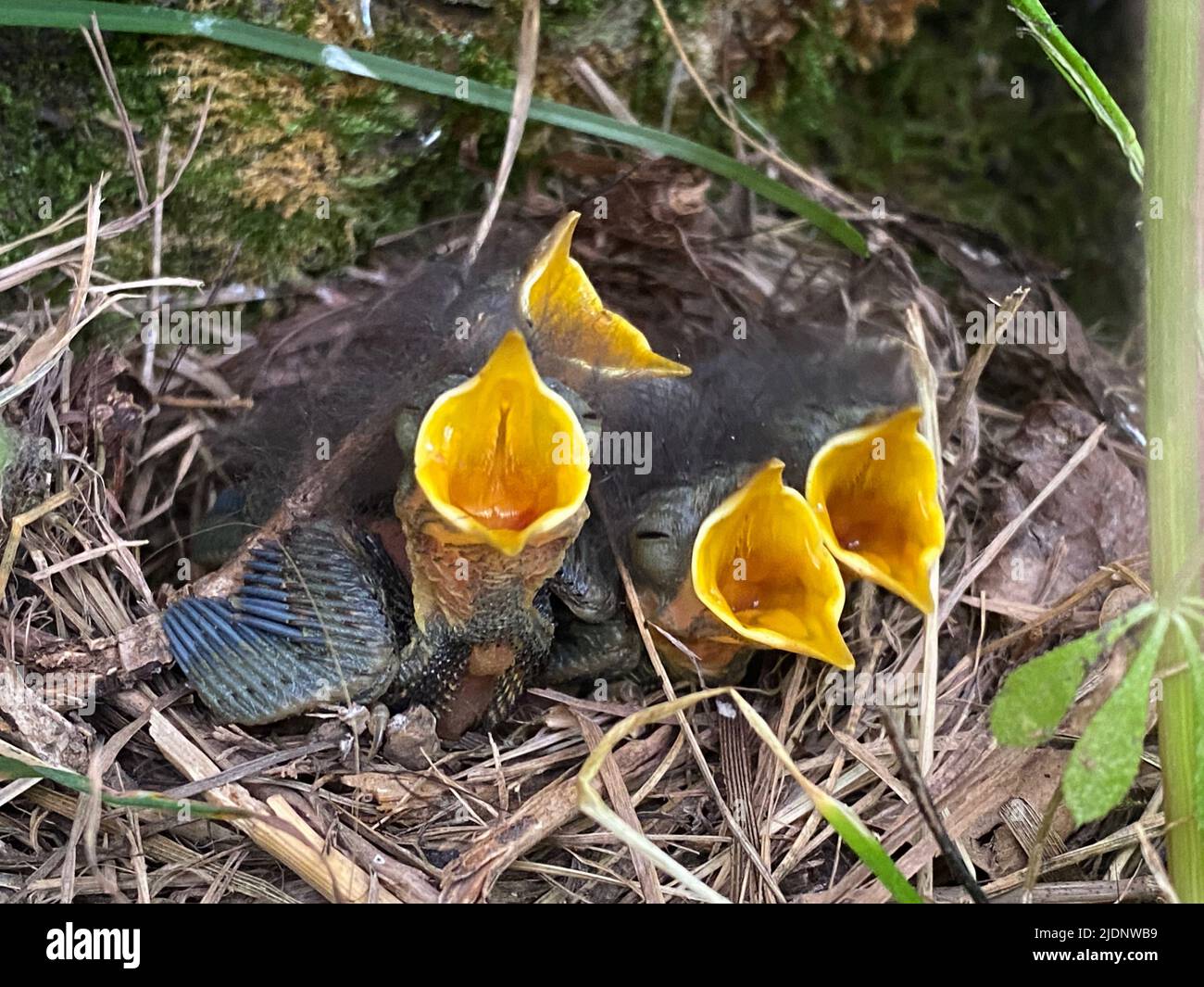Uccelli giovani in un nido alla riserva naturale RSPB, Leighton Moss Foto Stock