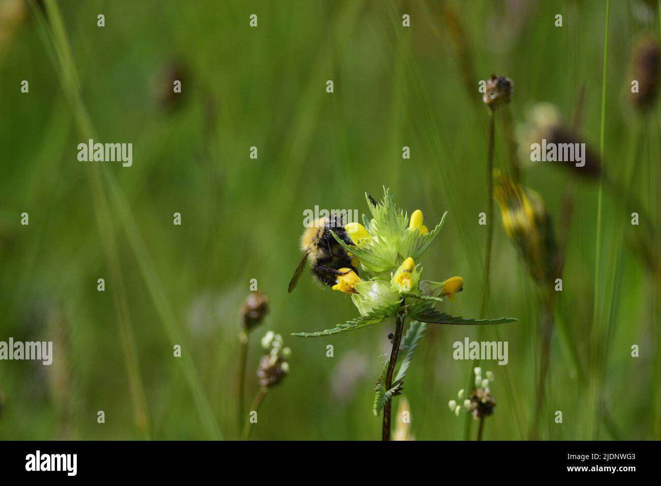 Prato Bumble Bee Foto Stock